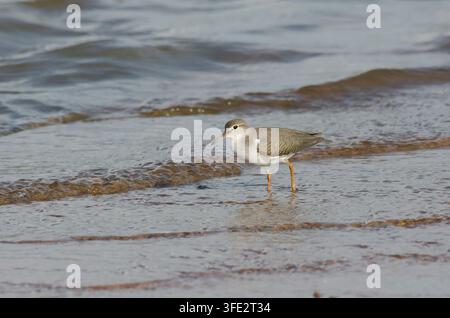 Sumpfschwalbe, Actitis macularius, Jungvogel am Seeufer Stockfoto