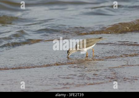 Scharwenzler, Actitis macularius, Jungvogel, der am Seeufer nach Nahrung sucht Stockfoto