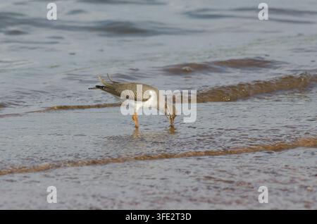 Scharwenzler, Actitis macularius, Jungvogel, der am Seeufer nach Nahrung sucht Stockfoto