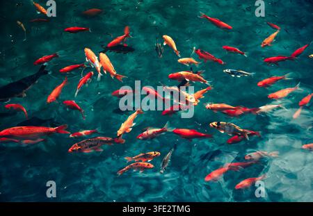 Japanische Koi-Karpfen schwimmen im Teich Stockfoto