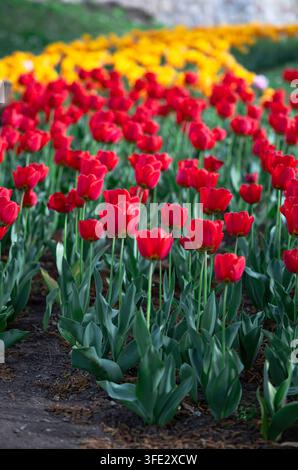 Gruppe von roten und gelben Tulpen im Park Stockfoto