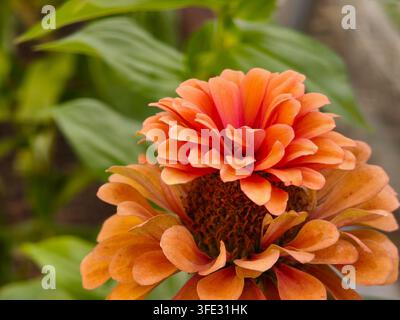 Nahaufnahme einer leuchtend orangefarbenen Zinnienblüte im Garten Stockfoto