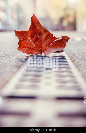 Getrocknetes Blatt auf der Straße in der Stadt im Herbst Stockfoto