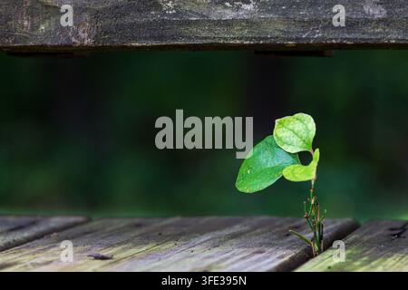 Frisches Greifenstrauch-Wachstum bahnt sich seinen Weg zwischen verwitterten Holzbrettern und zeigt den Kontrast zwischen lebender Vegetation und einer alternden gebauten Umgebung. Stockfoto