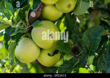 Sonnenreife Äpfel wachsen an einem Apfelbaum Stockfoto