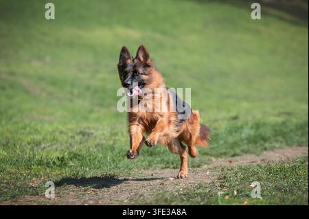 Dynamische Actionaufnahme eines Deutschen Schäferhundes, der schnell auf grünem Gras in einem Park rennt. Stockfoto