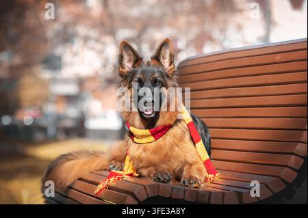 Deutscher Schäferhund sitzt auf einer hölzernen Parkbank und trägt einen bunten rot-gelben Schal. Herbstbäume und warmes Laub bilden einen saisonalen Hintergrund Stockfoto