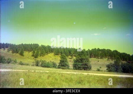 Eine Retro-Filmphotographie, die Bison auf sanften grünen Hügeln zeigt, die mit Kiefern gesäumt sind, unter einem dunstigen Sommerhimmel. Warme Analogtöne rufen eine Nostalgie hervor Stockfoto