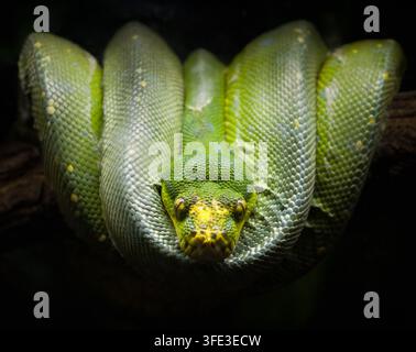GRÜNER PYTHON MORELIA VIRIDIS AUF EINEM BAUMAST GEWICKELT. SCHLANGENART DER FAMILIE PYTHONIDAE UND ZUR KLASSE DER REPTILIEN GEHÖRIG Stockfoto