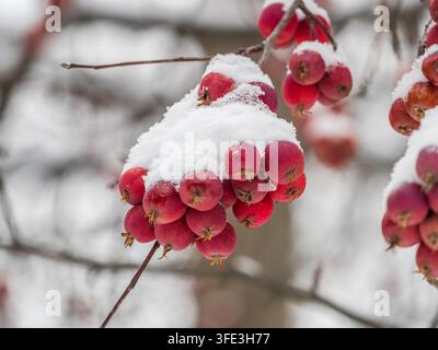 Gefrorene rote Äpfel mit Schnee bedeckt auf einem Ast auf einem verfärbten Hintergrund. Erster Schnee in der Stadt Stockfoto