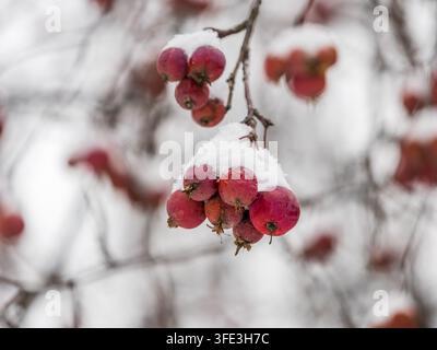 Gefrorene rote Äpfel mit Schnee bedeckt auf einem Ast auf einem verfärbten Hintergrund. Erster Schnee in der Stadt Stockfoto