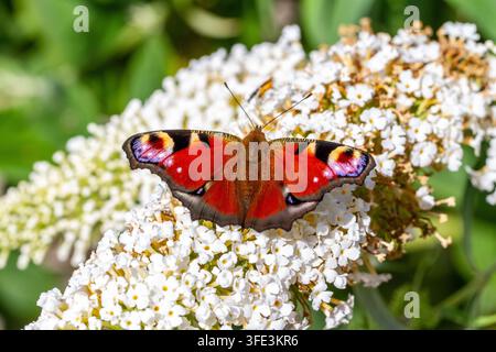 Pfauenblume Aglais io sonnt sich auf Buddleia-Blüten im Sonnenschein im englischen Sommer Stockfoto
