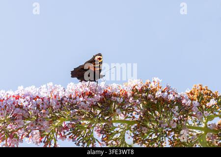 Pfauenblume [ Aglais io ] füttert an Blüten eines Buddleja-Sträuchers, Somerset, UK Stockfoto
