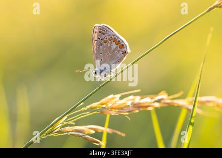 Blaue Waldschwalbe Polyommatus icarus ruht auf Grashalm in einer Sommermähwiese Stockfoto