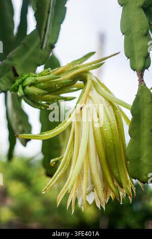 Junge weißfleischige Drachenfrucht, die sich unter einer welken Blüte mit Regentropfen in einem Obstgarten in Damnoen Saduak, Thailand, bildet. Stockfoto