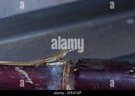 Makro-Nahaufnahme eines schlanken Anolis-Echsen (Anolis), der horizontal auf einem violetten Zuckerrohrstängel ruht. Stockfoto