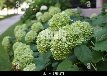 Gartenbeet mit blühender grüner Hortensienstrauchreihe und verschwommenem Pfad im Hintergrund. Stockfoto