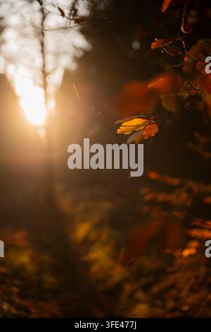 Glühende Herbst-Buchenblätter an einem Ast mit Sonnenlichtreflex und stimmungsvoller Waldhintergrund Stockfoto