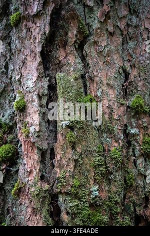 Nahaufnahme der Rindenstruktur eines alten Baumstamms, bedeckt mit grünem Moos Stockfoto