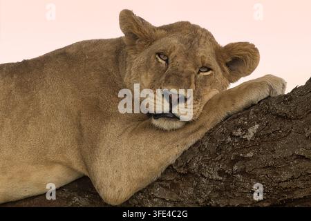 Löwin, die auf einem Baumstamm in Tansania ruht, afrikanische Wildnis Stockfoto