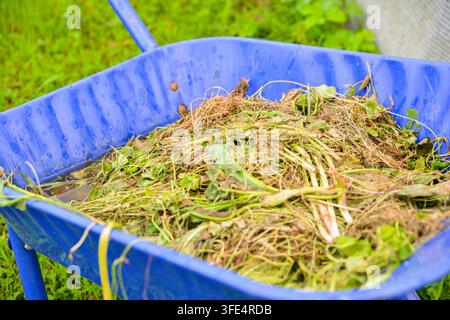 Blaue Schubkarre gefüllt mit frisch gerissenen Unkräutern, Gras und Gartenschnitt bei der Reinigung des Gartens im Freien. Ideal für Landschaftsgestaltung, Gartenarbeit, organischer Abfall Stockfoto