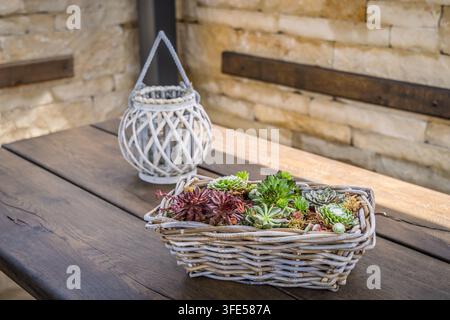 Körbchen aus Weidengeflecht, gefüllt mit Sukkulenten und einer dekorativen Laterne auf einem Holztisch Stockfoto