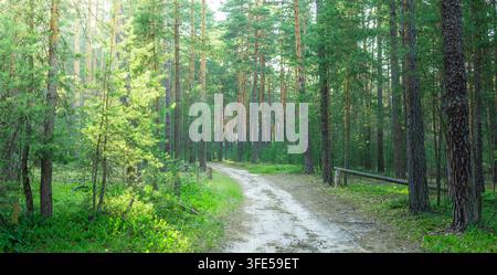 Sonnenlicht fällt durch hohe Kiefern. Ein gewundener Feldweg schlängelt sich durch den Wald Stockfoto
