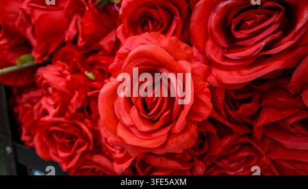 Üppiger tiefroter Rosenhintergrund Stockfoto