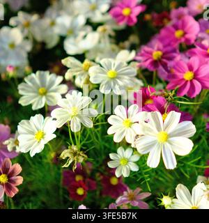 Nahaufnahme von weißen und rosa Kosmeien, die auf einem Festival in Daejeon, Korea, blühen. Stockfoto