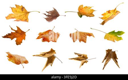 Sammlung bunter Herbstblätter isoliert auf transparentem Hintergrund Stockfoto