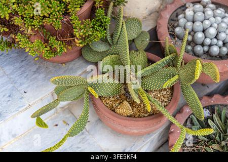 Opuntia Microdasys Hasenohr-Kaktus, der in einem Outdoor-Behältergarten wächst Stockfoto