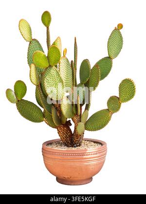 Große reife Kaktusart Opuntia Microdasys mit Kaninchenohren, die in einem Terrakottatopf auf weißem Hintergrund isoliert wächst Stockfoto