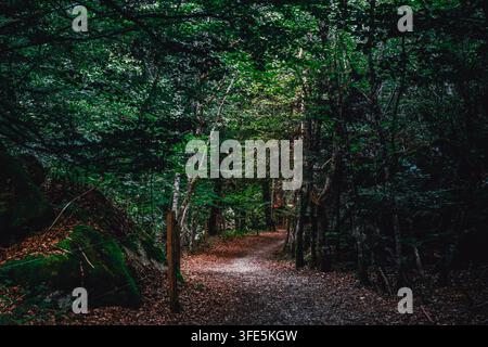 Pfad, der sich durch dichten grünen Wald mit hohen Bäumen und moosbewachsenen Felsen schlängelt, sonnenbeschienenes Laub, ruhiger Waldweg, malerische Landschaft Stockfoto