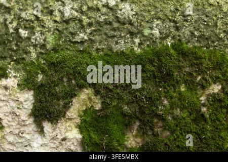 nasse, moosbedeckte Hauswand. Hochwertiges Foto Stockfoto