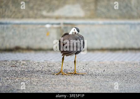 Kleiner Vogel steht auf einer gepflasterten Oberfläche. Die Federn sind dunkel, mit weißem Kopf. Gelbe Beine und Füße sind sichtbar. Er wirkt aufmerksam, blickt weg. Der Hintergrund ist b Stockfoto