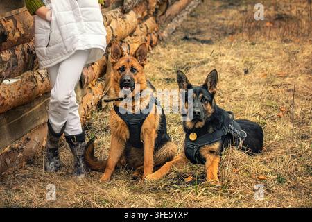 Zwei Deutsche Schäferhunde mit Polizeiharnissen sitzen auf trockenem Gras im ländlichen Gebiet in der Nähe des Besitzers oder Hundeführers an einer Holzwand Stockfoto