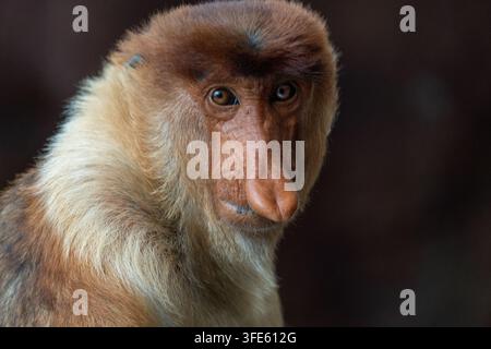 Nahaufnahmeporträt eines Nasenaffen (Nasalis larvatus) vor dunklem Hintergrund, das seine markante lange Nase und Gesichtszüge hervorhebt Stockfoto