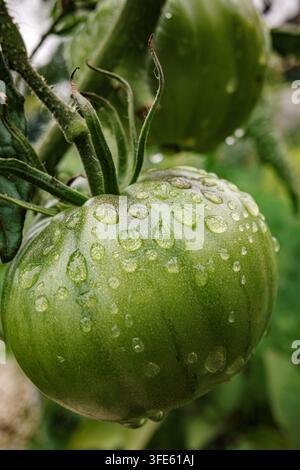 Grüne unreife Tomate mit Wassertropfen, die an der Ranke wächst. Frische grüne Tomate, bedeckt mit Regentropfen, hängt an der Ranke, umgeben von Blättern und anderen Tomaten Stockfoto