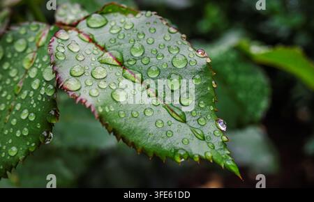 Detaillierte Makroaufnahme von grünen Rosenblättern mit roten Adern und gezackten Rändern, bedeckt mit glitzernden Regentropfen. Stockfoto