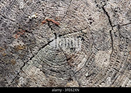 Oberansicht eines alten, rissigen Holzstumpfes, der eine reiche natürliche Oberflächentextur zeigt. Stockfoto