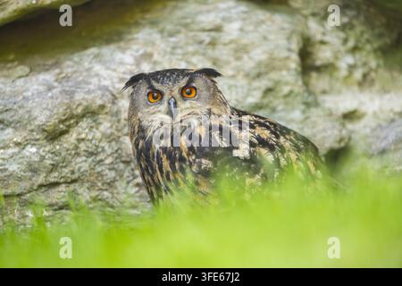 Eurasische Adler-Eule Stockfoto
