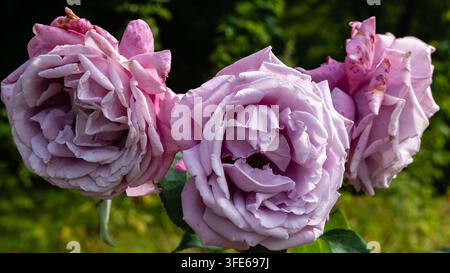 Drei lavendelrosa Rosen blühen gemeinsam in einem sonnenbeschienenen Garten Stockfoto