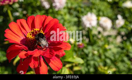 Bumblebee, der Pollen auf einer roten Zinnienblüte sammelt, Nahaufnahme Stockfoto