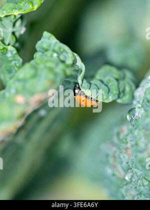 Makroaufnahme eines Siebenspunkten-Marienkäfers (Coccinella septempunctata) auf einem grünen Wirsingblatt mit Wassertropfen im Spätsommer, nützlicher Räuber ins Stockfoto