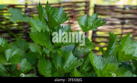 Frischer Blattsellerie wächst in der Nähe eines geflochtenen Flechtzauns Stockfoto