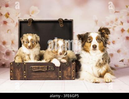Miniatur American Shepherd Stockfoto