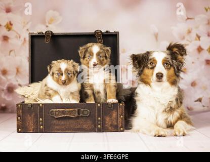 Miniatur American Shepherd Stockfoto