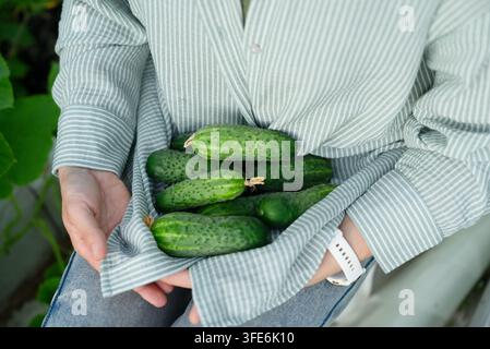 Ein zufriedener Landwirt zeigt stolz frisch geerntete Bio-Gurken, die in einem Gewächshaus gesammelt wurden. Frau Stockfoto