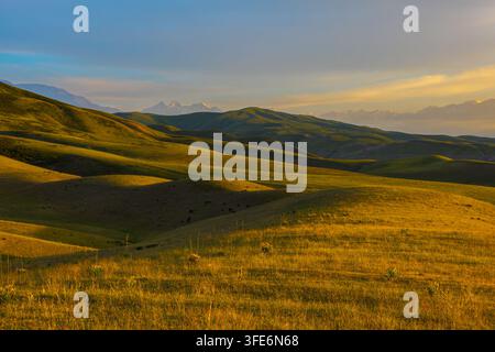 Panoramablick auf sanfte Hügel, die mit goldenem und grünem Gras bedeckt sind. Majestätische schneebedeckte Berge erheben sich in der Ferne unter einem klaren blauen Himmel. Stockfoto