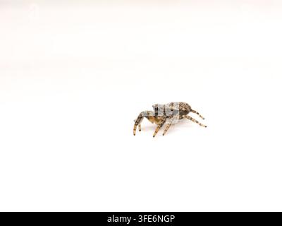 Springspinne auf weißem Hintergrund Stockfoto